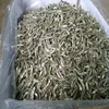 Dry , Dried Anchovy Fish