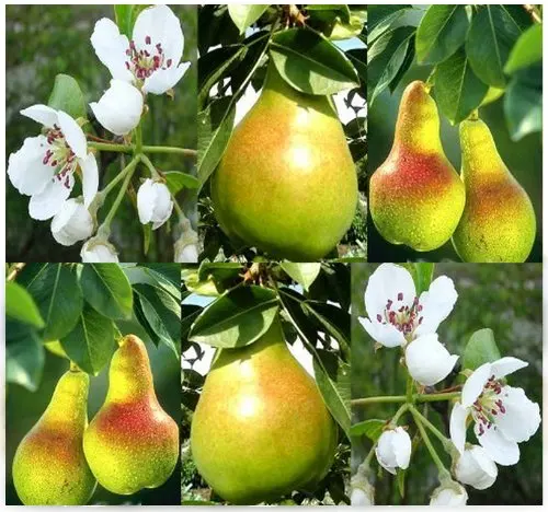 How to plant asian pear tree