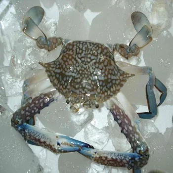 2019 good taste wholesale frozen blue swimming crab/ cut crab