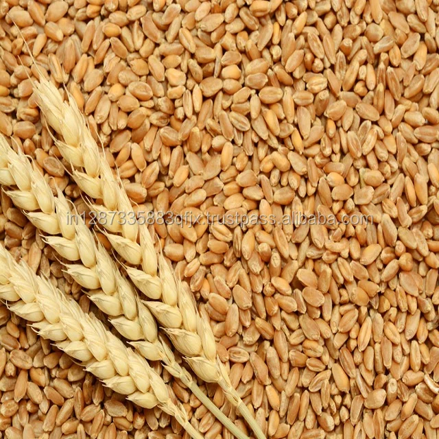 wheat-grain-1024.jpg