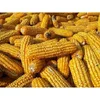 /product-detail/yellow-corn-maize-for-animal-feed-50044815184.html
