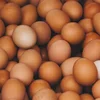 /product-detail/fresh-white-and-brown-table-eggs-fresh-chicken-table-eggs-at-farm-price-50045235126.html