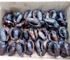 Quality Dried Smoked Catfish / Smoked Dried Fish / Cheap Smoked Catfish