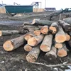First Quality Beech Logs/raw logs for sale in Ukraine