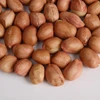PEANUTS JAVA
