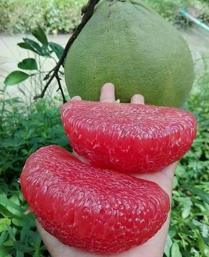 Fresh Honey Professional Pomelo Grapefruit In Vietnam (whatsapp +84