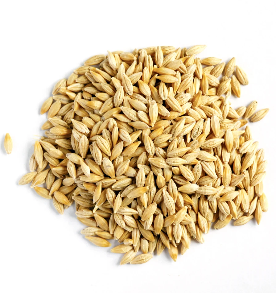 Premium Quality Barley  Grains For Export Buy Bulk Barley  