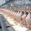/product-detail/a-grade-brazil-origin-grade-a-frozen-chicken-feet-chicken-paws-export-to-china-hong-kong-for-sale--62002510963.html