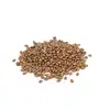 Fresh Moth Beans