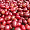 El Salvador coffee beans Arabic