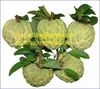 SUPPLY FRESH CUSTARD APPLE WITH THE COMPETITIVE PRICE and BEST QUALITY 2018