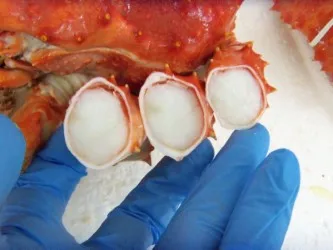 
frozen cooked king crab chile 