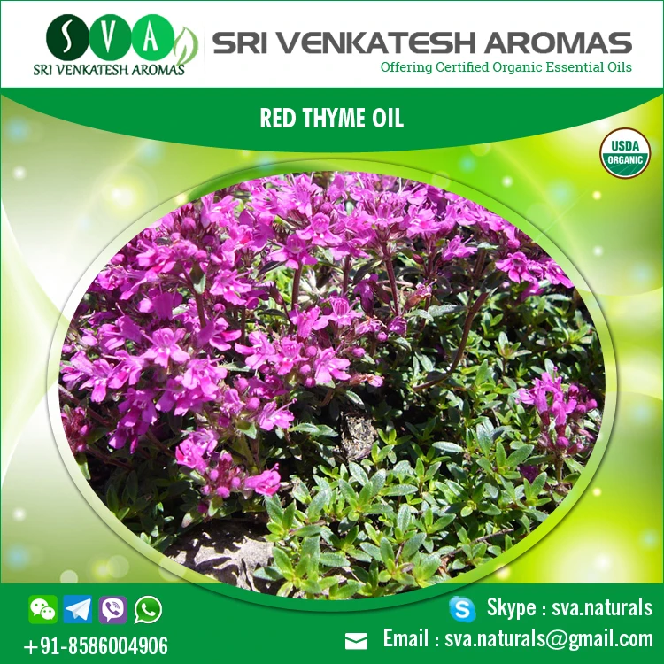 Fresh Red Thyme Essential Oil At Competitive Market Price Buy Thyme