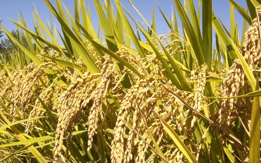 competitive rice bran & wheat bran wholesale