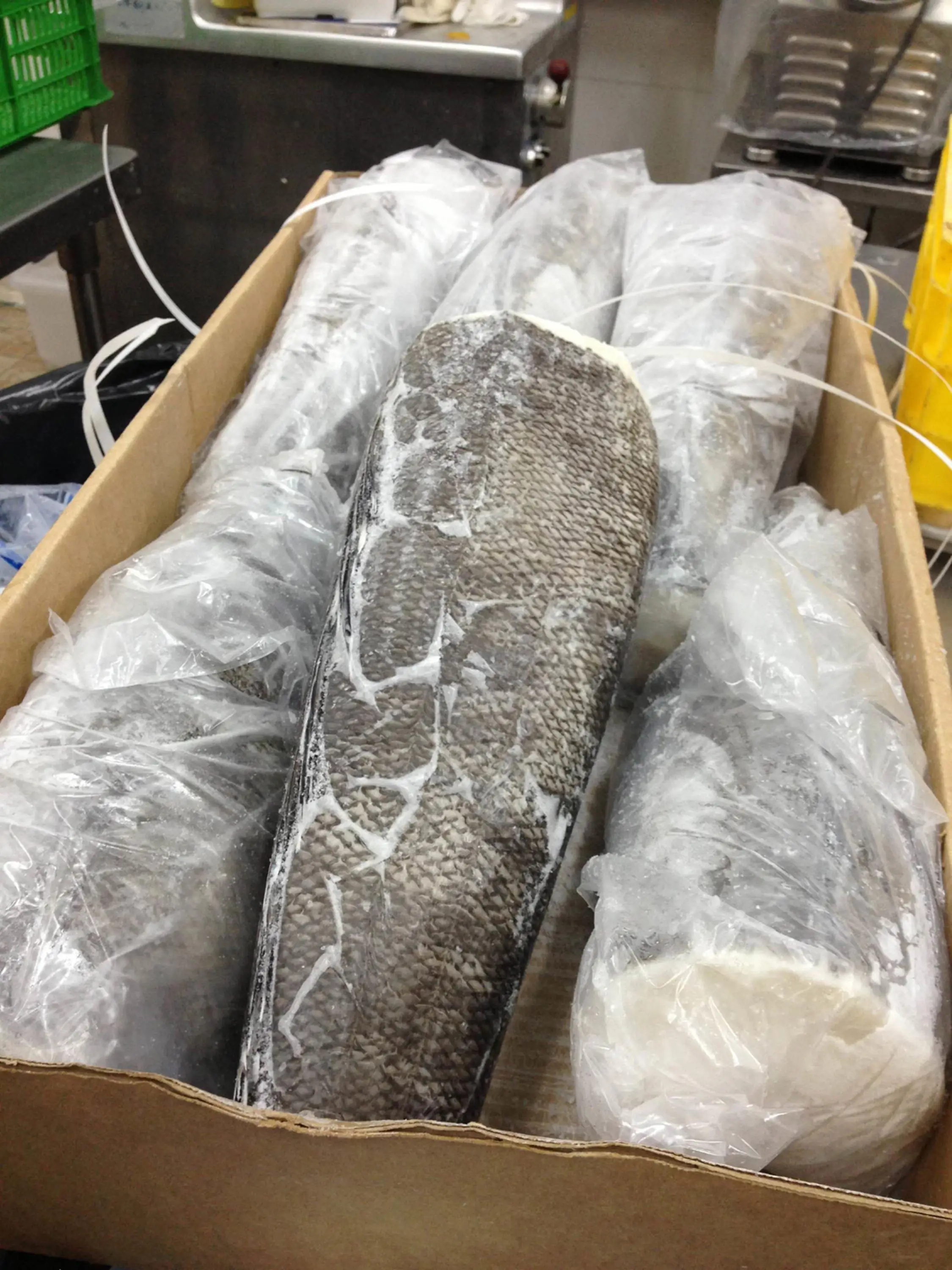 patagonian toothfish