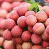 Hot-selling fresh lychee in Vietnam
