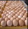 Chicken Origin and Egg Product Type broiler chicken eggs for sale
