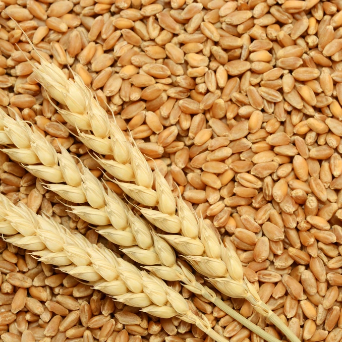 Пшеничные зерна согласование