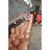 Top Quality Fresh eggs from factory in Turkey