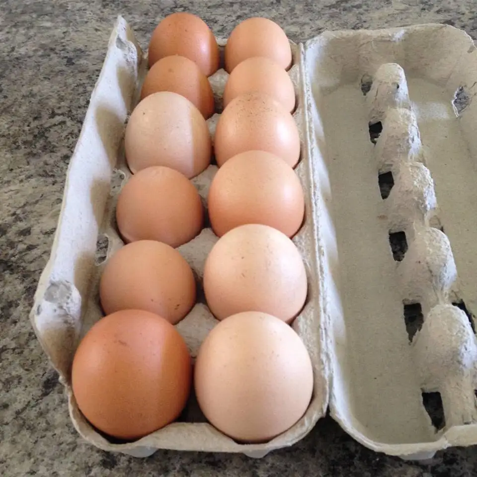 Яйца Утиные Купить В Гомеле