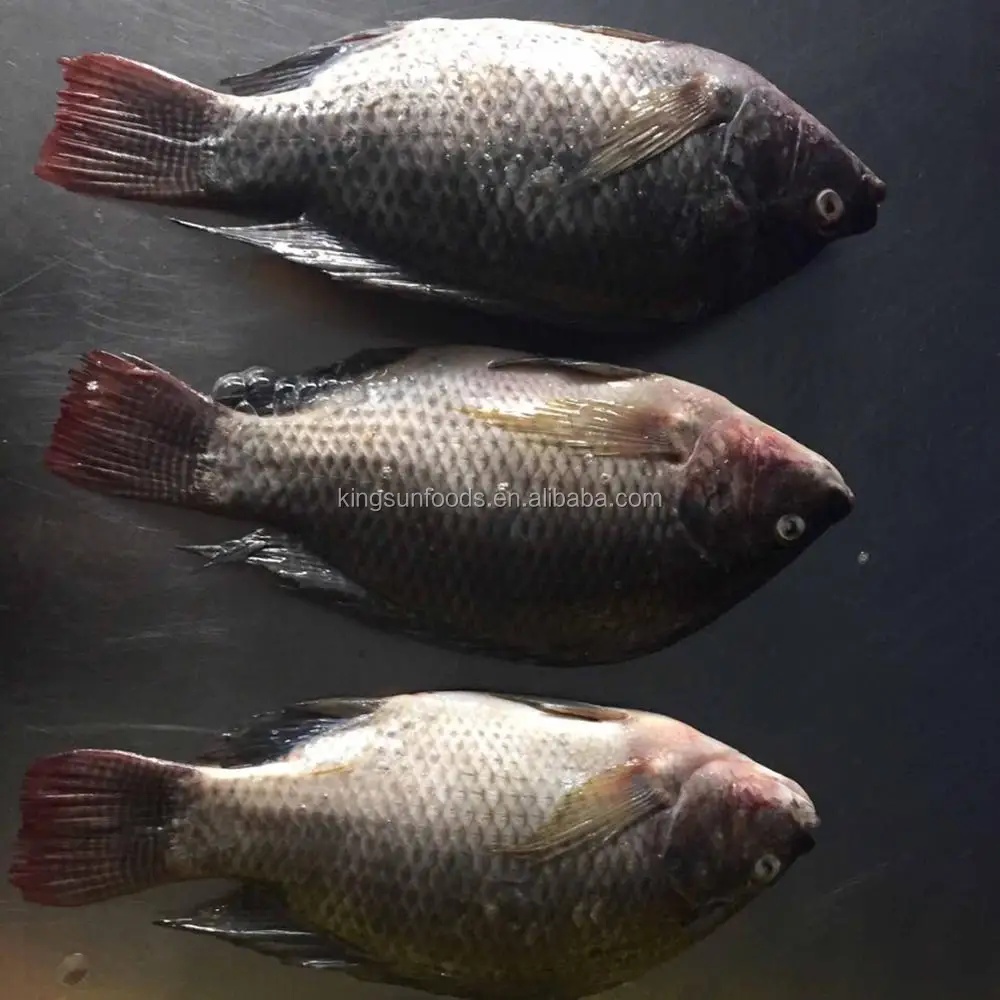Wholesale Frozen Tilapia Fingerlings Fish Price For Seafood Importer