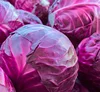 Fresh Red Cabbage best offer