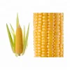 Indian Suppliers Yellow Maize / Corn with OEM Service