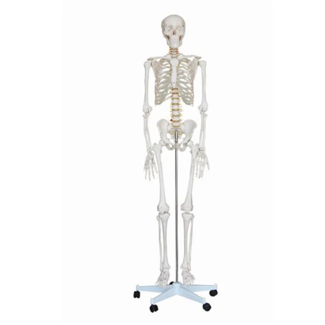 Human-Skeleton-85-Cms2.jpg