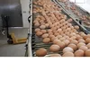 2019 Best Suppliers Quality Organic Fresh Chicken Table Eggs & Fertilized Hatching Eggs at affordable prices