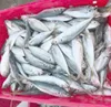 VietNam wholesale round Scad- Frozen Fish