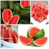 PREMIUM QUALITY OF WATER MELON PRODUCT FROM VIETNAM