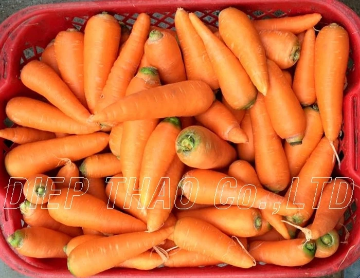 premium fresh carrots