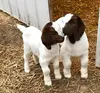 2019 Discount Prices 100% Full Blood Live Boer Goats / 100% Pureblood Mature boar goat for sale