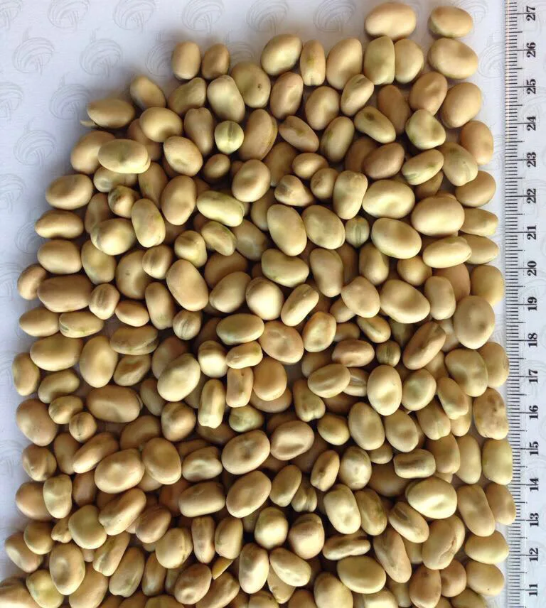 
whole fava beans 