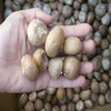 Whole Betel Nuts (Areca Nut) - Best Price and Quality- Free Sample