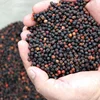 high-quality black pepper from Vietnam