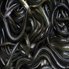 Export Quality Live and Fresh Sweet water Cultivated Bangladeshi Eel Fish