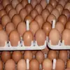 Well Sorted and Packed Chicken Table Eggs / Fertilized Hatching Eggs for sale worldwide