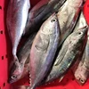 LONG TAIL TUNA FISH FROM VIETNAM WITH HIGH QUALITY
