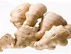 New crop young fresh ginger,100g/150g/200g/250g/300g, Ginger price