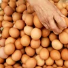 Fresh Style Egg Varieties,Farm Fresh Chicken Table Eggs Brown and White Shell Chicken Eggs