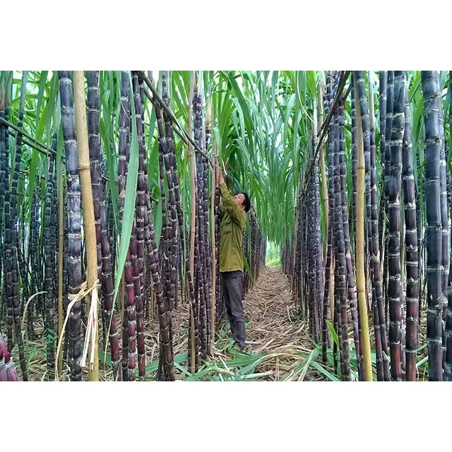 Sugarcane Grade 1 From Viet Nam Buy Fresh Sugarcane,Sugarcane For Sale,Sugarcane Product on