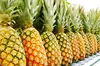 Fresh Pineapples, Golden Fresh Pineapples, MD2 Pineapples