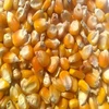 Best Quality Yellow Corn Maize For Animal Feed for sale