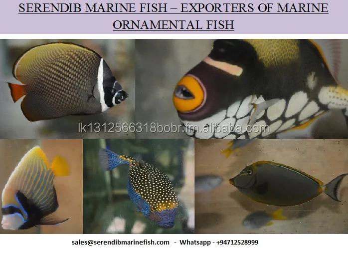 Sri Lanka Aquarium Fish Tropical Fish Buy Aquarium Fish,Tropical Fish