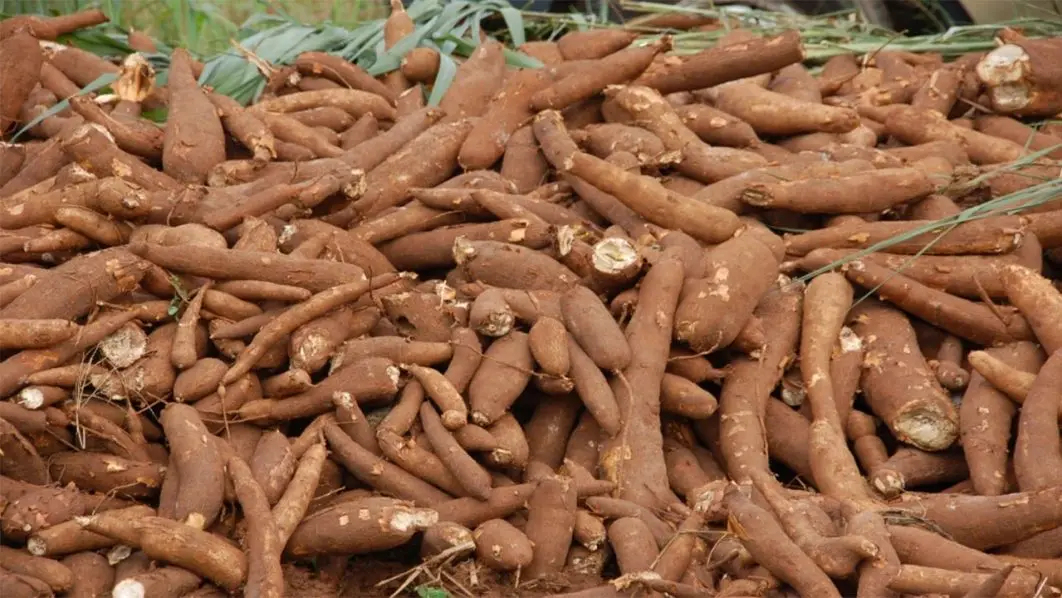 fresh cassava wholesale