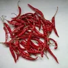 TEJA RED CHILLI WITH STEM