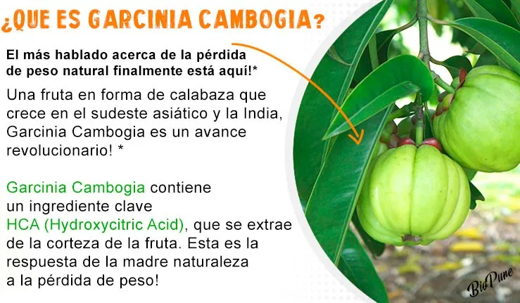 que es garcinia optimato que es garcinia optimato