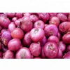 Wholesale Fresh Onion For Sale / Fresh Onion Export To Dubai / Export Fresh Onion