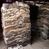 WET SALTED DONKEY HIDES / DRY SALTED DONKEY HIDES
